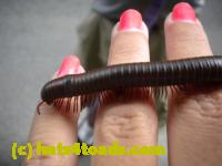 /home//u458753944/public_html/sourcegallery//////////////////////Insects and small critters/millipedes and centipedes/DSCN1193.JPG